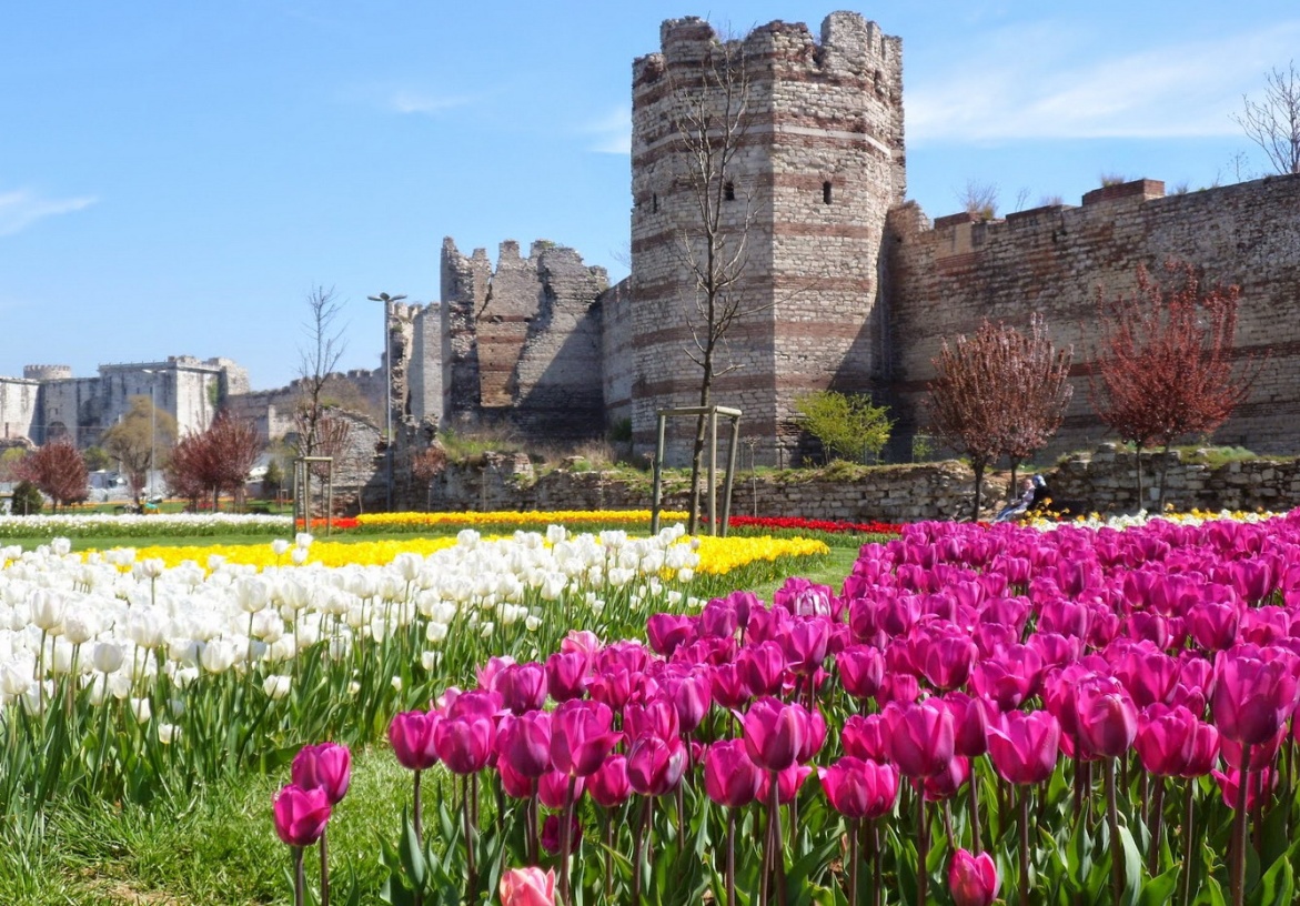 Hoa tulip khoe sắc rực rỡ ở Thổ Nhĩ Kỳ